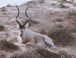 Souss Massa National Park addax white antelope