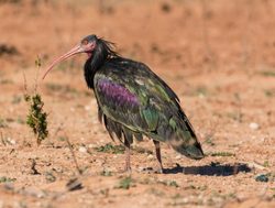 Souss Massa National Park northern bald ibis