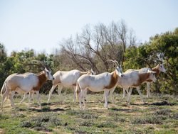 Souss Massa National Park oryx herd