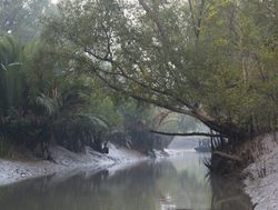 20211002180041 Mangroves in the Sundarbans