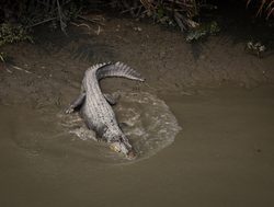 20211002180041 Sundarban National Park crocodile
