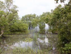 20211002180042 Sundarban National Park mangrove and river