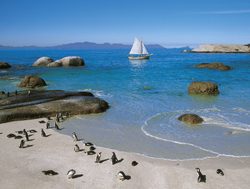 Table Mountain National Park beach and beautiful water