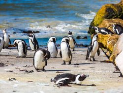 Table Mountain National Park penguins on the beach