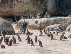 Table Mountain National Park penguins
