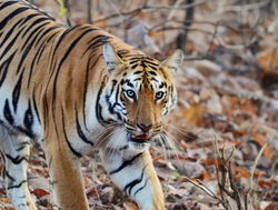 20211002180240 Colorful Tiger walking in Tadoba Andhari National Park