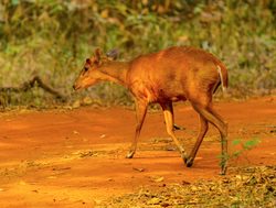 20211002180240 Tadoba Andhari National Park Sambhar deer