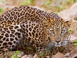 20211002180240 Tadoba Andhari National Park leopard