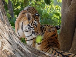 20211002180240 Tadoba Andhari National Park pair of tigers