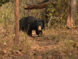 20211002180240 Tadoba Andhari National Park sloth bear