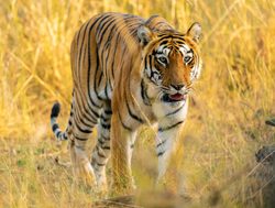 20211002180240 Tadoba Andhari National Park tiger