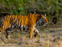 20211002180240 Walking tiger in Tadoba Andhari