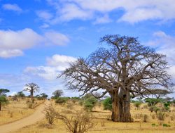Tarangire National Park baobab