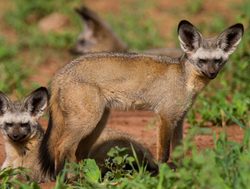 Tarangire National Park bat eared fox
