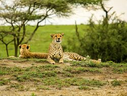 Tarangire National Park cheetahs