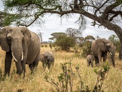 Tarangire National Park elephant family