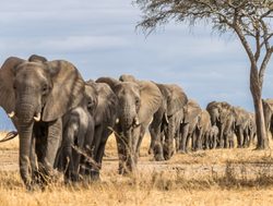 Tarangire National Park elephants