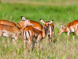 Tarangire National Park impala