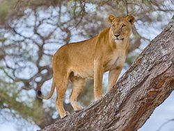 Tarangire National Park lioness in a tree