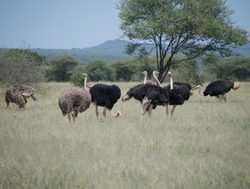 Tarangire National Park ostrich