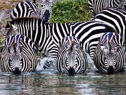 Tarangire National Park zebra