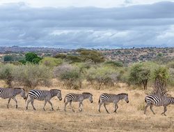 Tarangire National Park zebras cross the grass