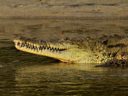 Tayrona National Park alligator