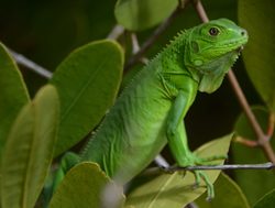Tayrona National Park green iguana