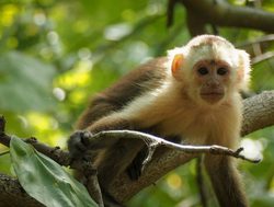Tayrona National Park monkey