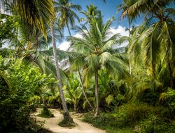 Tayrona National Park trail throughthe palms