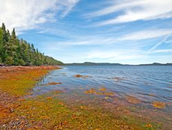 Terra Nova National Park shoreline