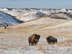 Theodore Roosevelt National Park bison in snow