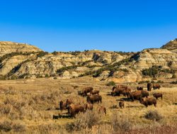 Theodore Roosevelt National Park herd of bison