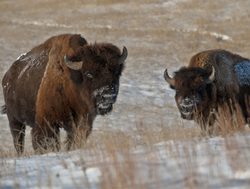 Theodore Roosevelt National Park pair of bison