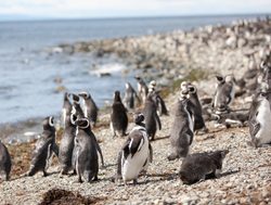 Tierra del Fuego National Park megallas penguins