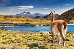 Torres del Paine National Park guanaco alleen