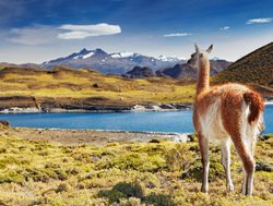 Torres del Paine National Park guanaco alone