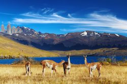 Torres del Painen kansallispuisto guanaco