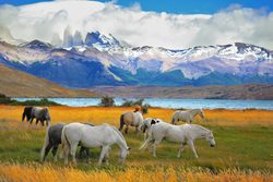 Torres del Paine Nationalpark Pferde