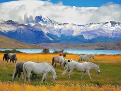 Torres del Paine National Park horses