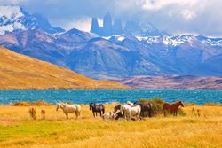 Torres del Paine Park Narodowy dzikie konie