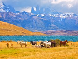 Torres del Paine National Park wild horses