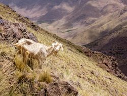 Toubkal National Park goat