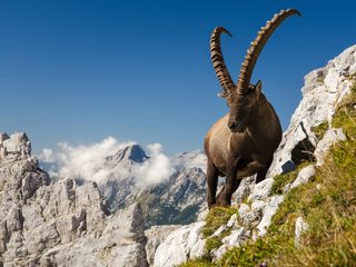 20210212162918-Triglav National Park ibex.jpg