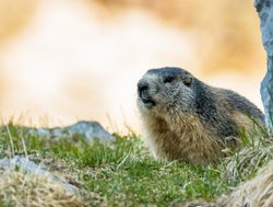 Triglav National Park marmot