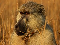 Tsavo East National Park baboon