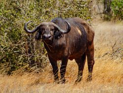 Tsavo East National Park buffalo