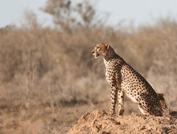 Tsavo East National Park cheetah on a hill