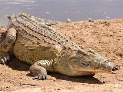 Tsavo East National Park crocodile