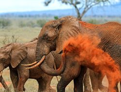 Tsavo East National Park elephant dusting self